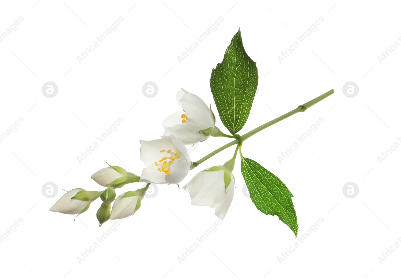 Photo of Beautiful flowers of jasmine plant with leaves on white background