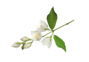 Photo of Beautiful flowers of jasmine plant with leaves on white background