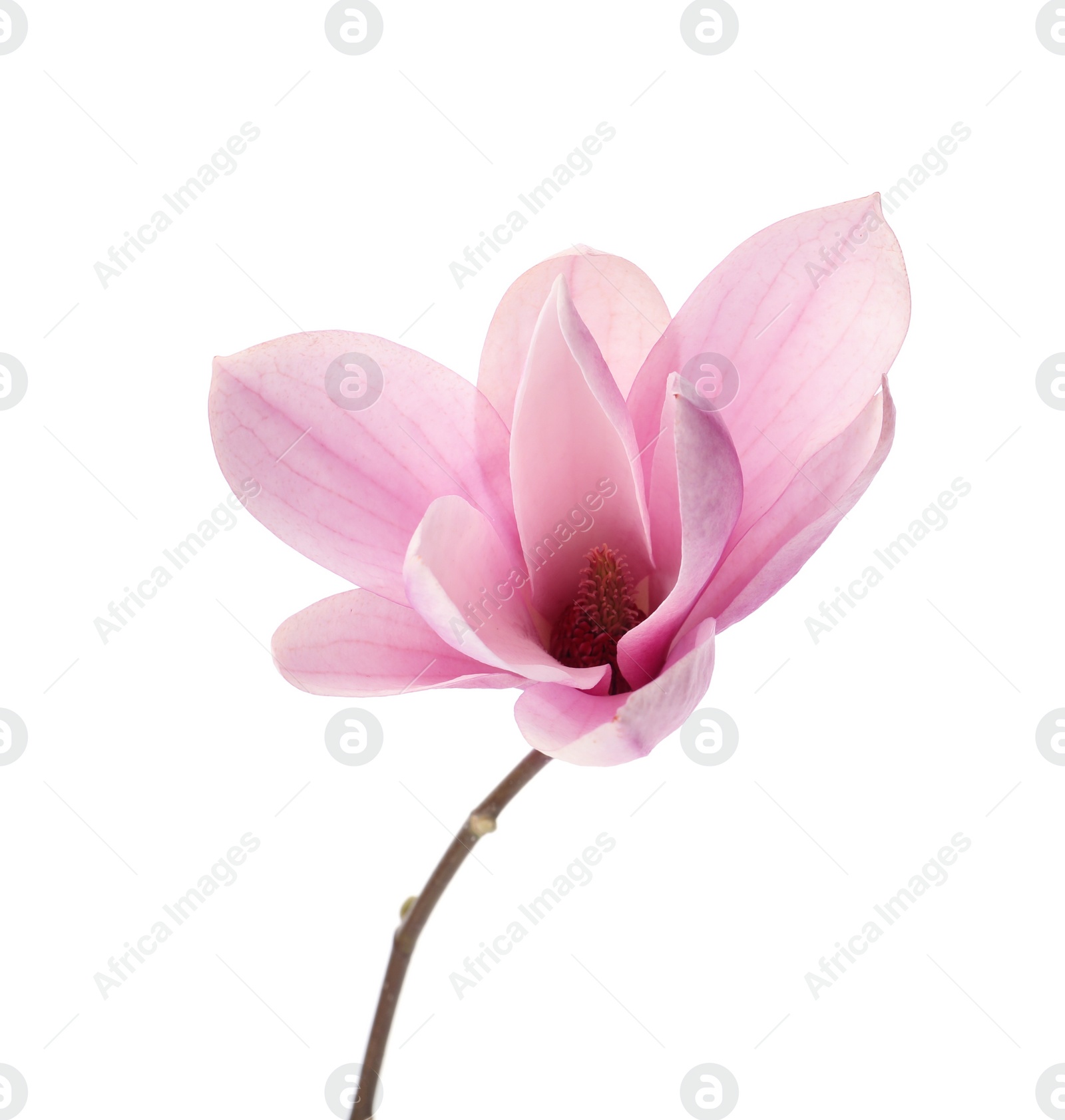 Photo of Beautiful delicate magnolia flower isolated on white