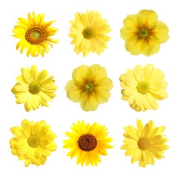 Image of Set with different beautiful yellow flowers on white background