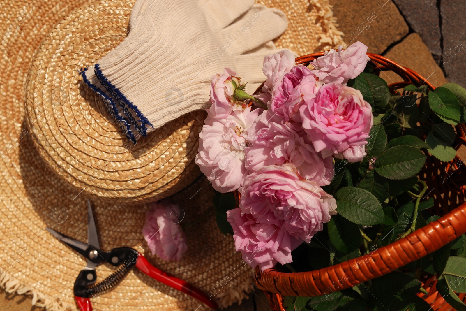 Photo of Basket of beautiful tea roses, straw hat and gardening tools outdoors, flat lay