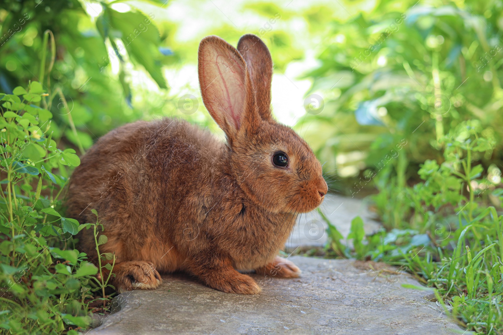 Photo of Cute fluffy rabbit on paved path in garden