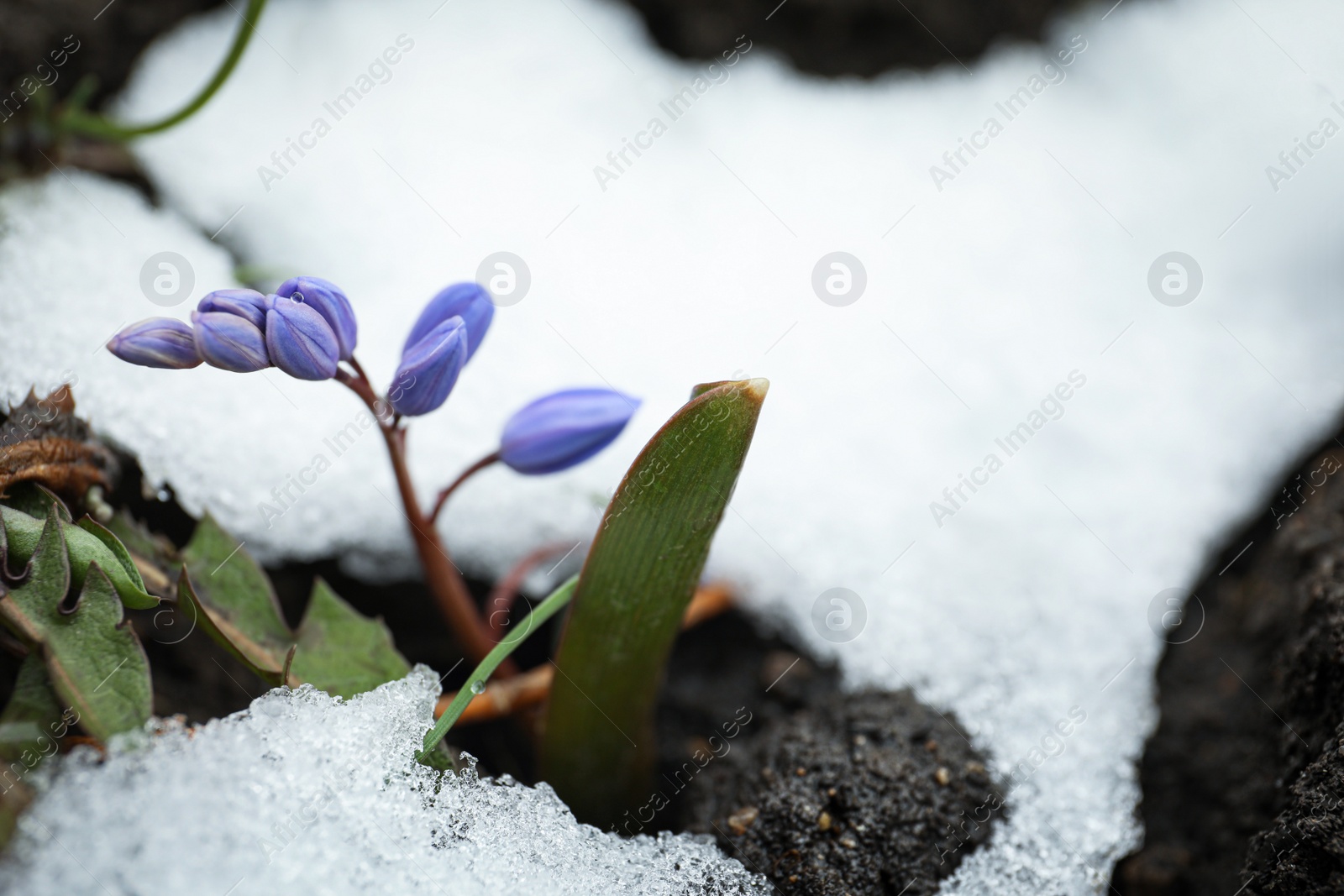 Photo of Beautiful lilac alpine squill flowers growing outdoors. Space for text