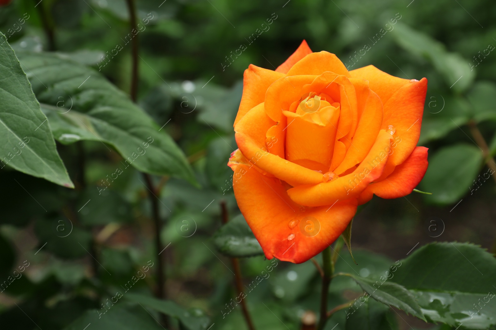 Photo of Beautiful orange rose flower with dew drops in garden, closeup. Space for text
