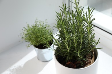 Photo of Aromatic green rosemary in pot on white background