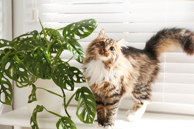 Photo of Adorable cat and houseplant on window sill at home