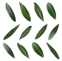 Image of Set with fresh green olive leaves on white background