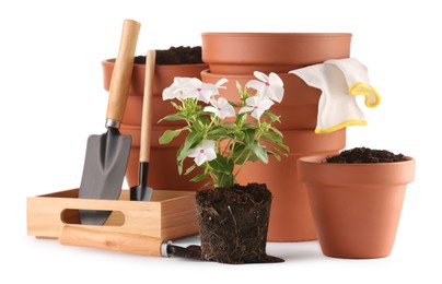 Photo of Beautiful flower, pots and gardening tools isolated on white