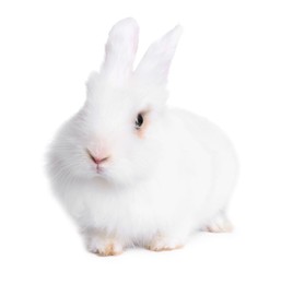 Photo of Fluffy rabbit on white background. Cute pet