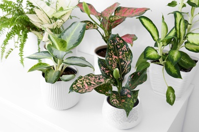 Photo of Exotic houseplants with beautiful leaves on chest of drawers at home