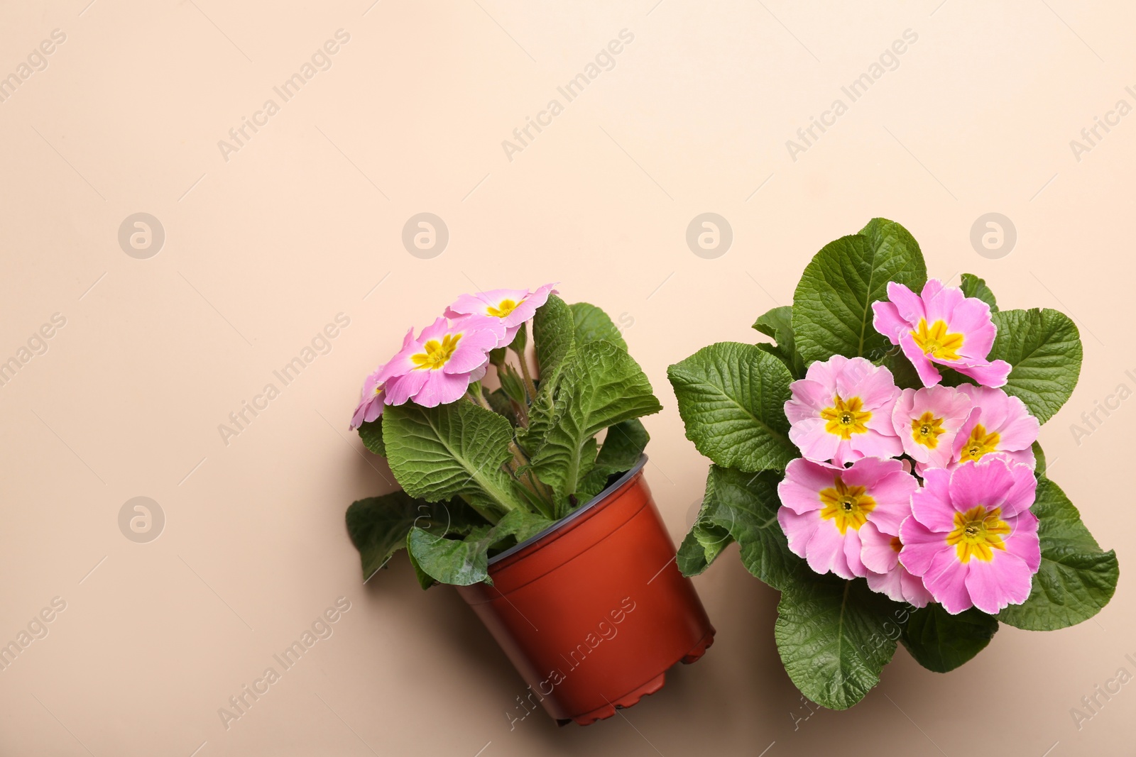 Photo of Beautiful pink primula (primrose) flowers on beige background, flat lay with space for text. Spring blossom