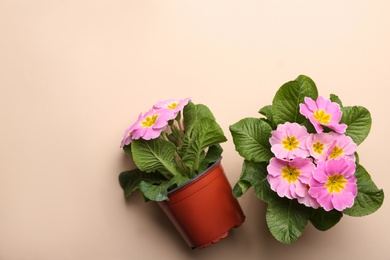 Photo of Beautiful pink primula (primrose) flowers on beige background, flat lay with space for text. Spring blossom