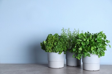 Photo of Seedlings of different aromatic herbs on grey marble table near blue wall