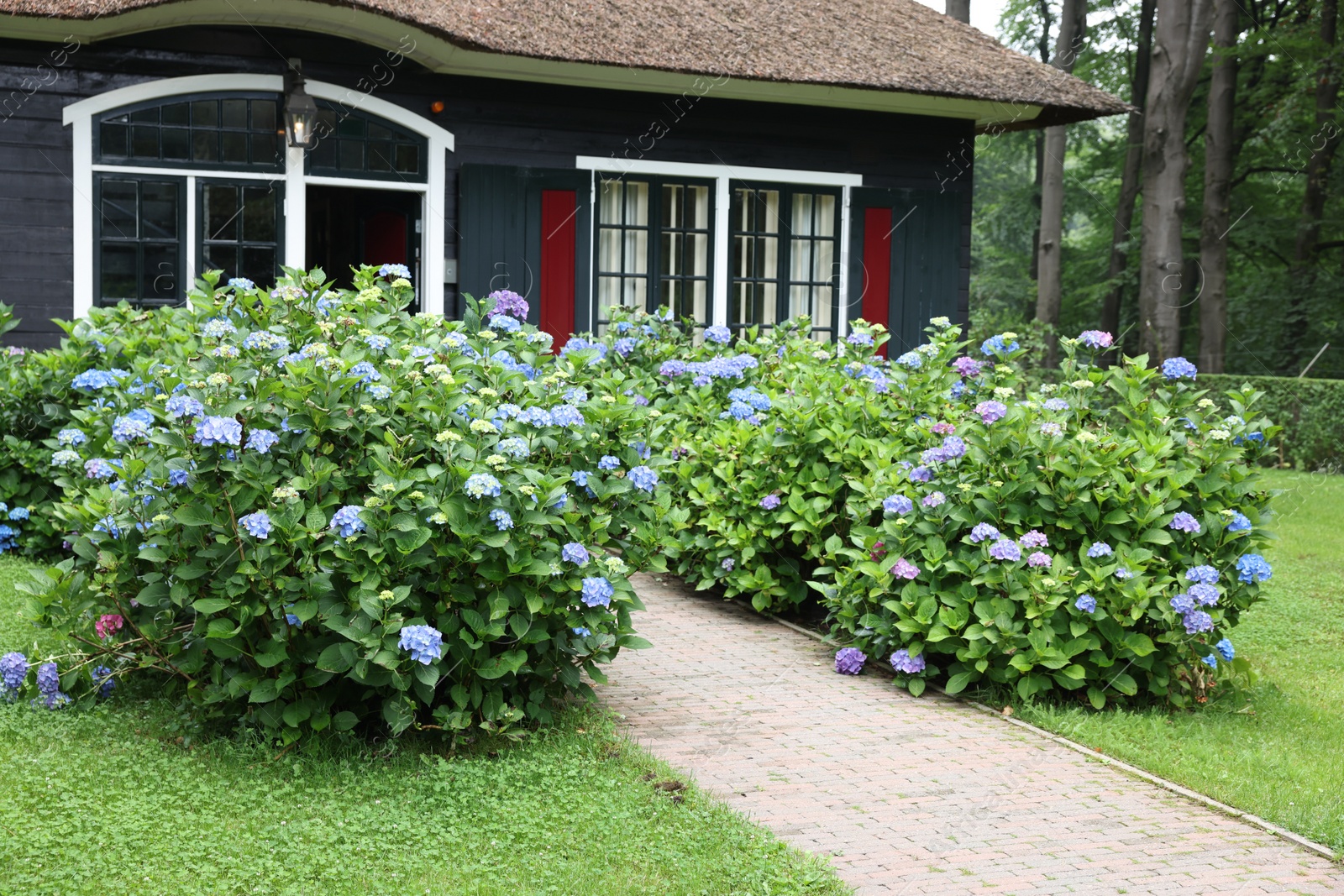 Photo of Beautiful blooming hydrangeas in front yard of lovely little cottage. Landscape design