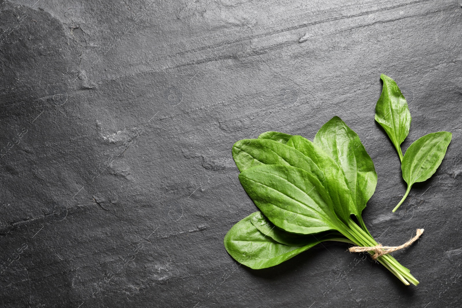 Photo of Broadleaf plantain leaves on black slate table, flat lay. Space for text