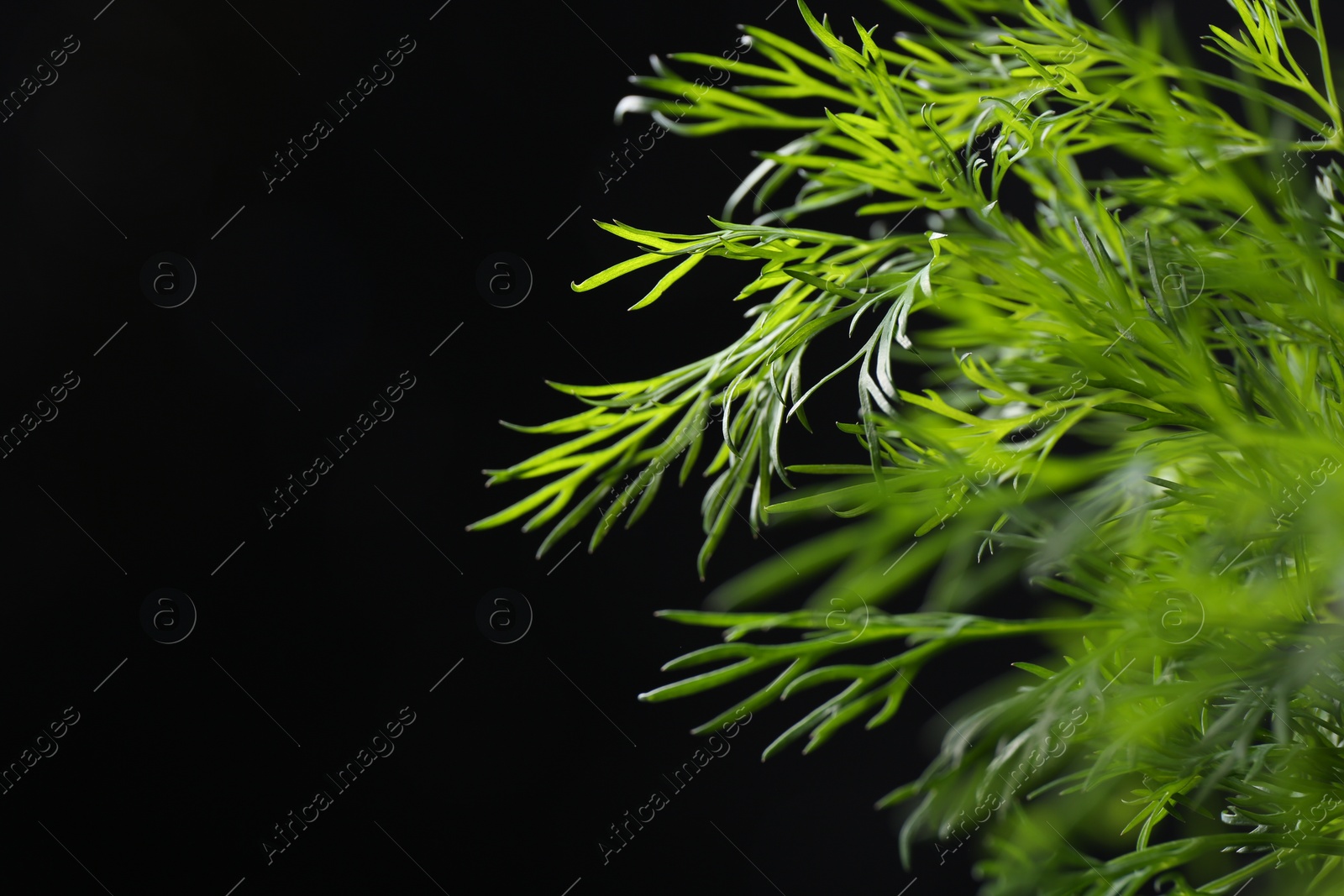 Photo of Sprigs of fresh dill on black background, closeup. Space for text