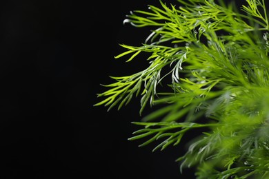 Photo of Sprigs of fresh dill on black background, closeup. Space for text