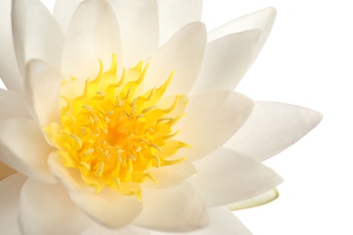 Beautiful blooming lotus flower on white background, closeup