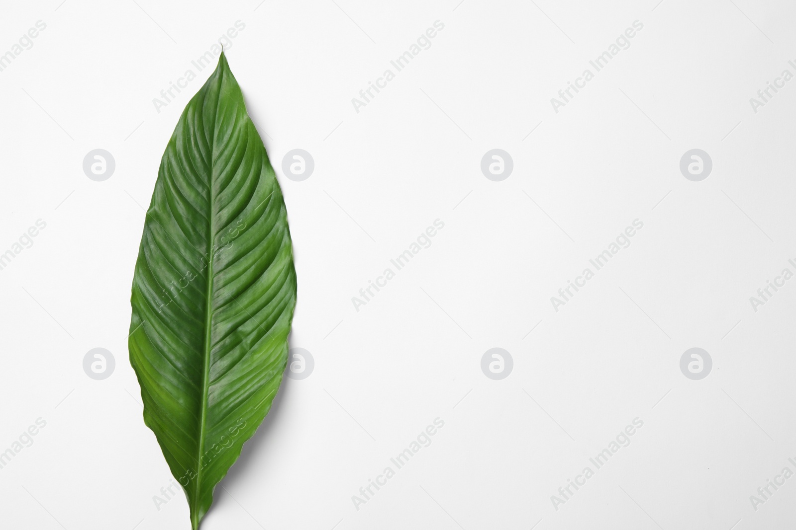 Photo of Leaf of tropical spathiphyllum plant on white background, top view