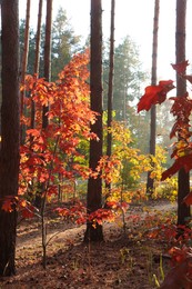 Photo of Picturesque view of forest with trees on sunny day. Autumn season