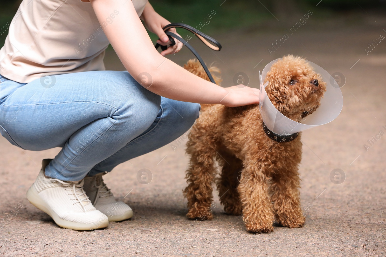 Photo of Woman with her cute Maltipoo dog in Elizabethan collar outdoors, closeup