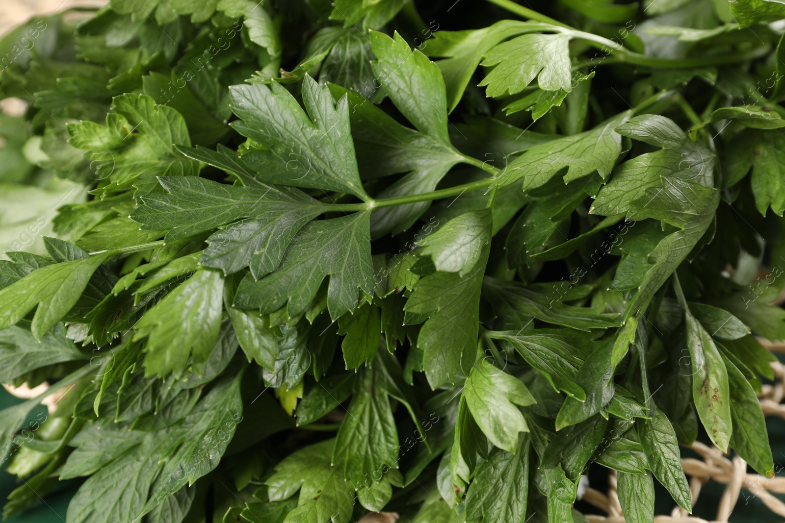 Photo of Closeup view of fresh green parsley leaves