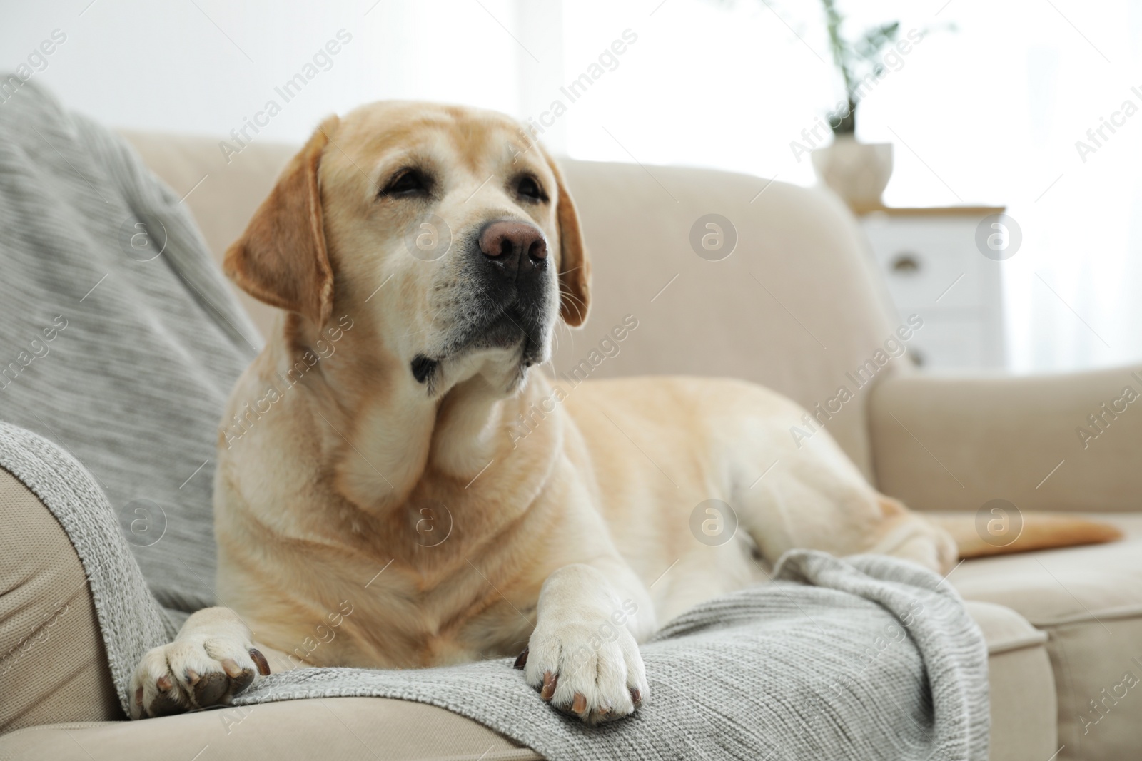 Photo of Yellow labrador retriever on cozy sofa indoors