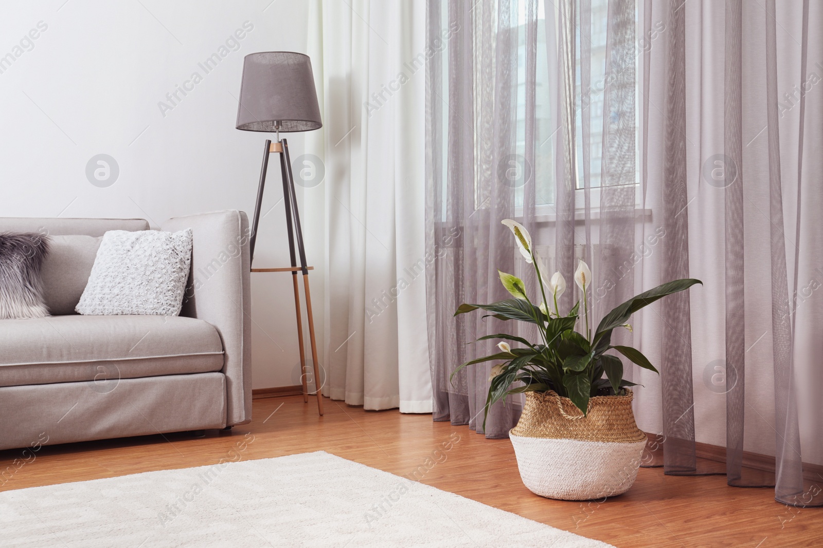 Photo of Beautiful peace lily in wicker pot near window indoors. Interior design idea