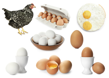 Image of Collage with chicken and eggs on white background