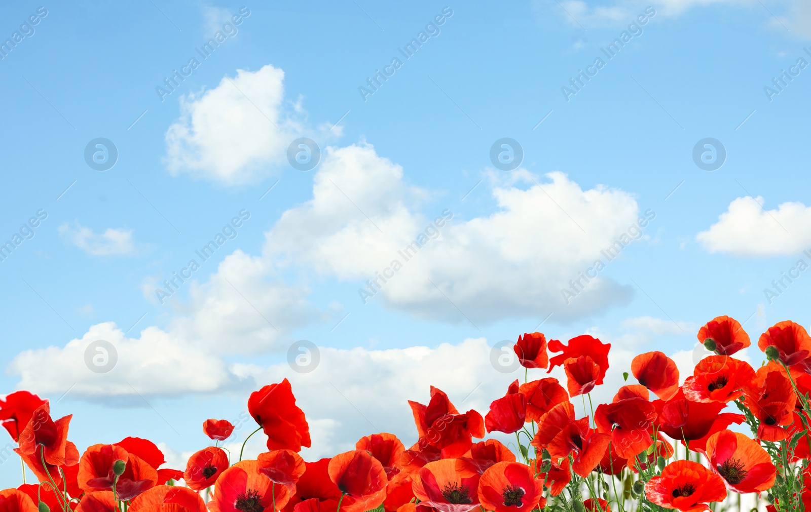 Image of Beautiful red poppy flowers under blue sky with clouds