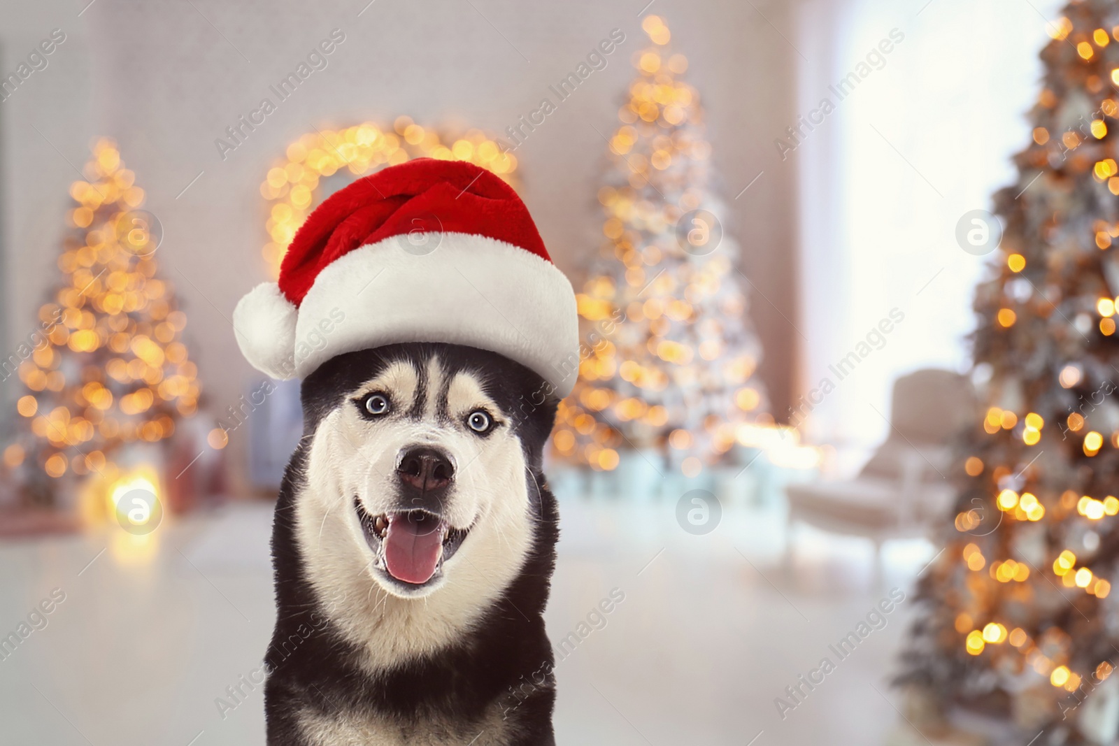 Image of  Cute Siberian Husky dog with Santa hat and room decorated for Christmas on background