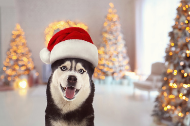 Image of  Cute Siberian Husky dog with Santa hat and room decorated for Christmas on background