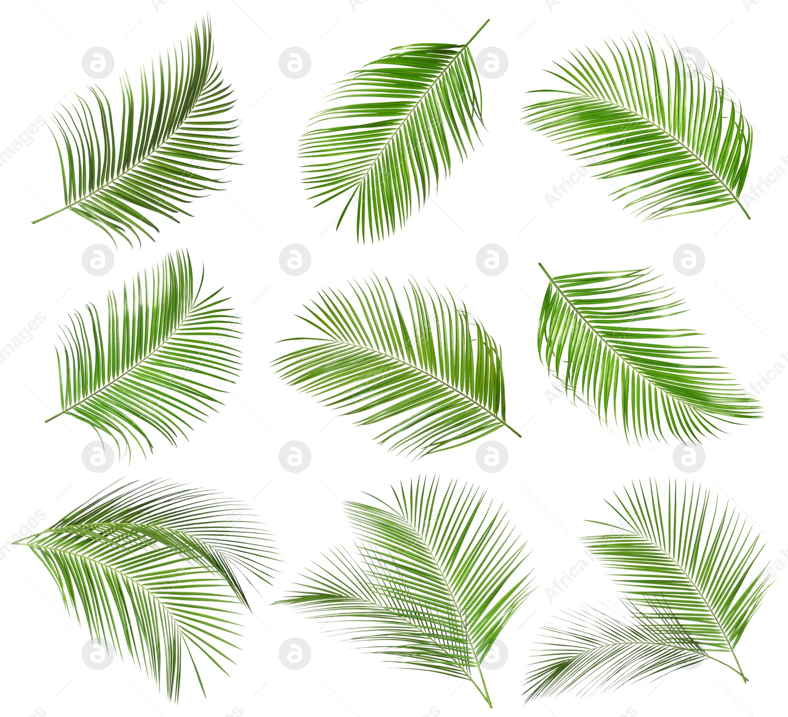 Image of Set of tropical leaves on white background