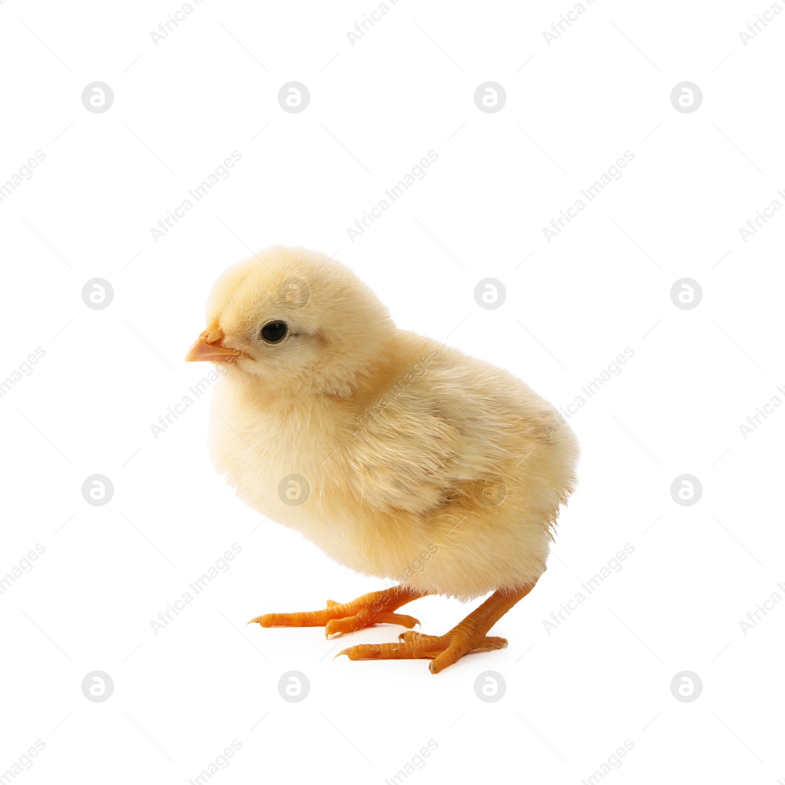 Photo of One cute chick isolated on white. Baby animal