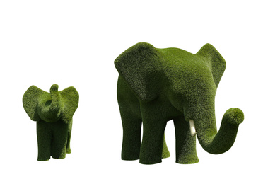 Image of Beautiful elephant shaped topiaries isolated on white. Landscape gardening