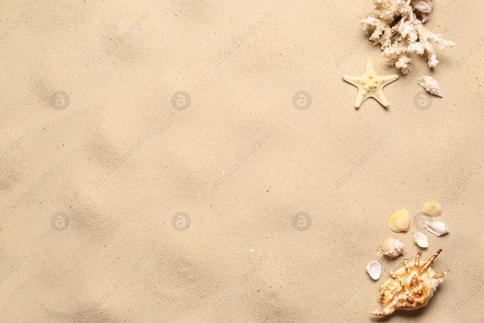 Photo of Flat lay composition with seashells on sand beach, space for text. Summer vacation