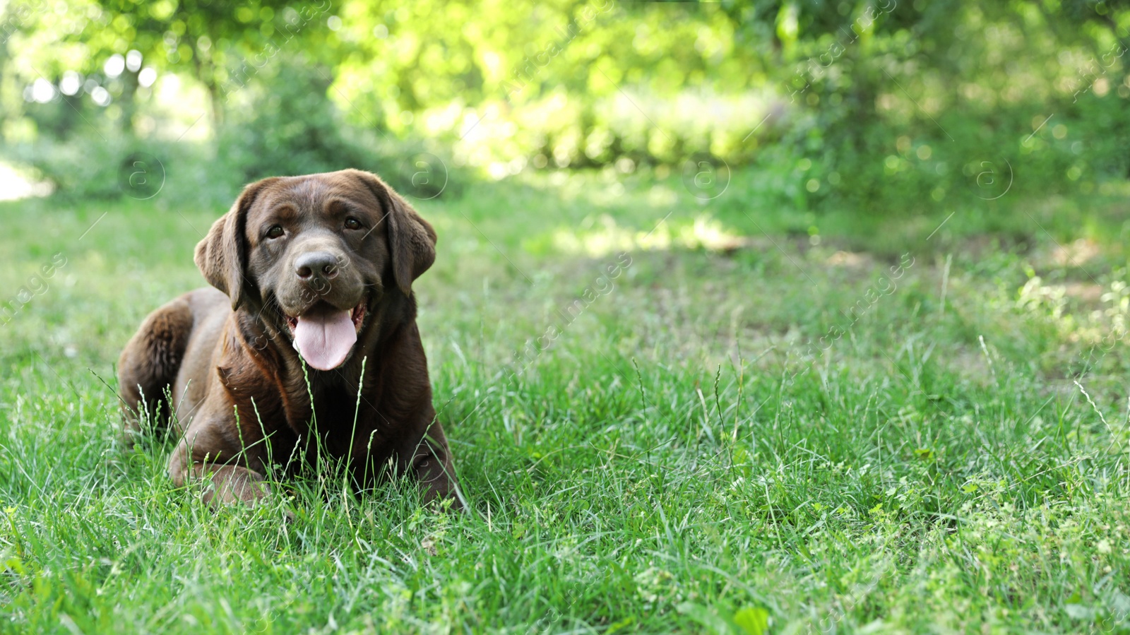 Photo of Cute Chocolate Labrador Retriever on green grass in summer park