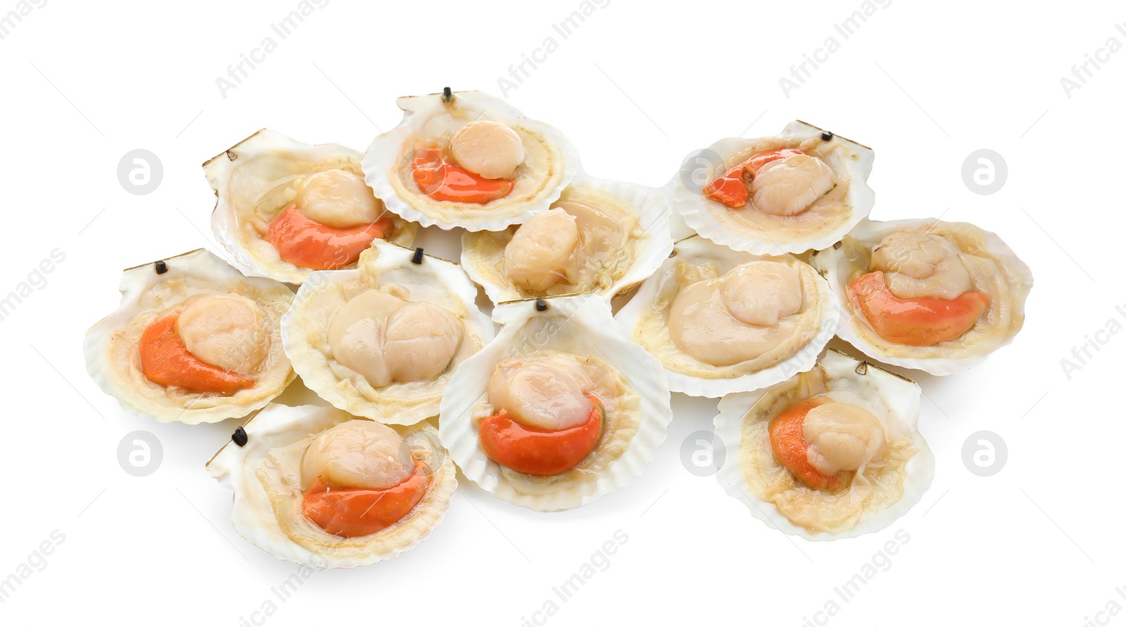 Photo of Many fresh raw scallops in shells isolated on white