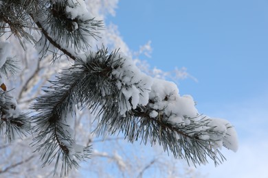 Photo of Fir branches covered with snow against blue sky, closeup
