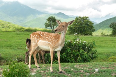 Photo of Beautiful deer on green grass in safari park