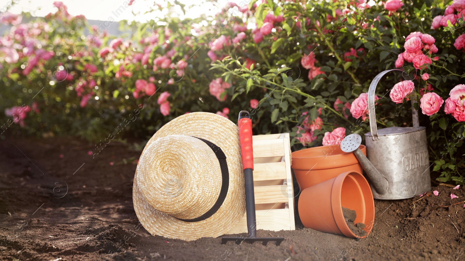 Photo of Straw hat, gardening tools and equipment near rose bushes outdoors