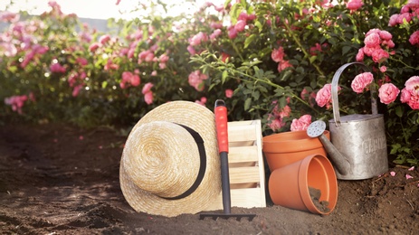 Straw hat, gardening tools and equipment near rose bushes outdoors