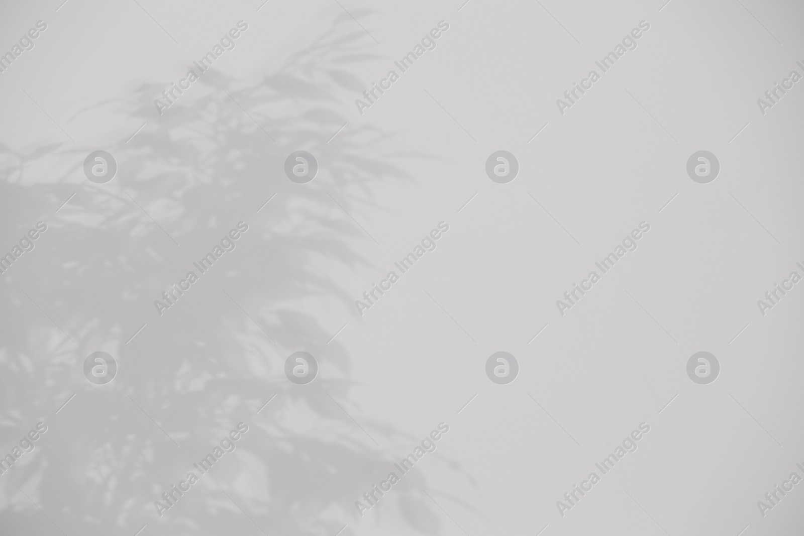 Photo of Shadow of plant falling on white wall, space for text