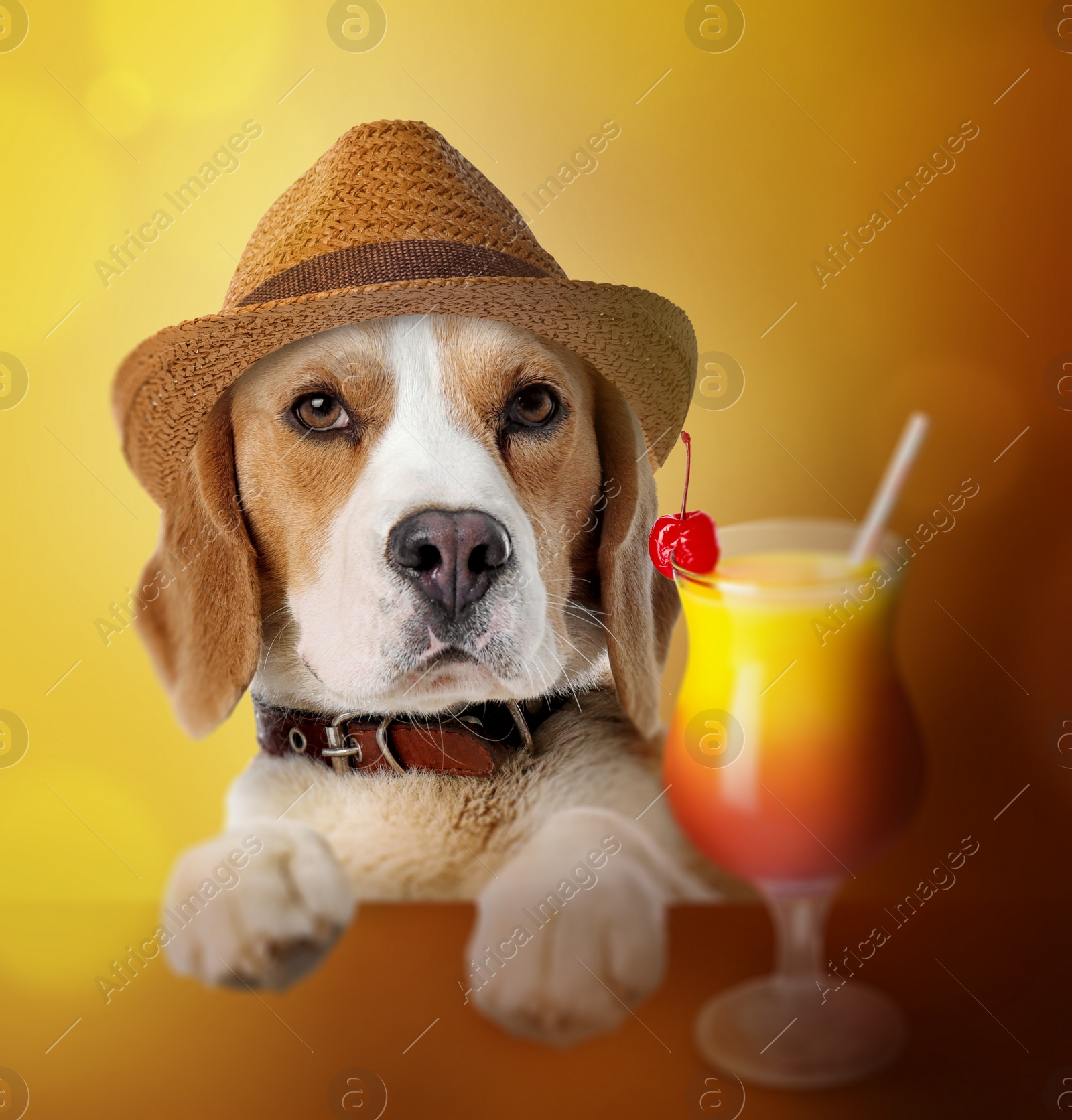 Image of Cute dog in hat with cocktail on color background. Summer party