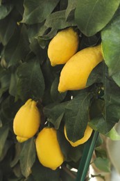 Photo of Fresh ripe lemons growing on tree outdoors