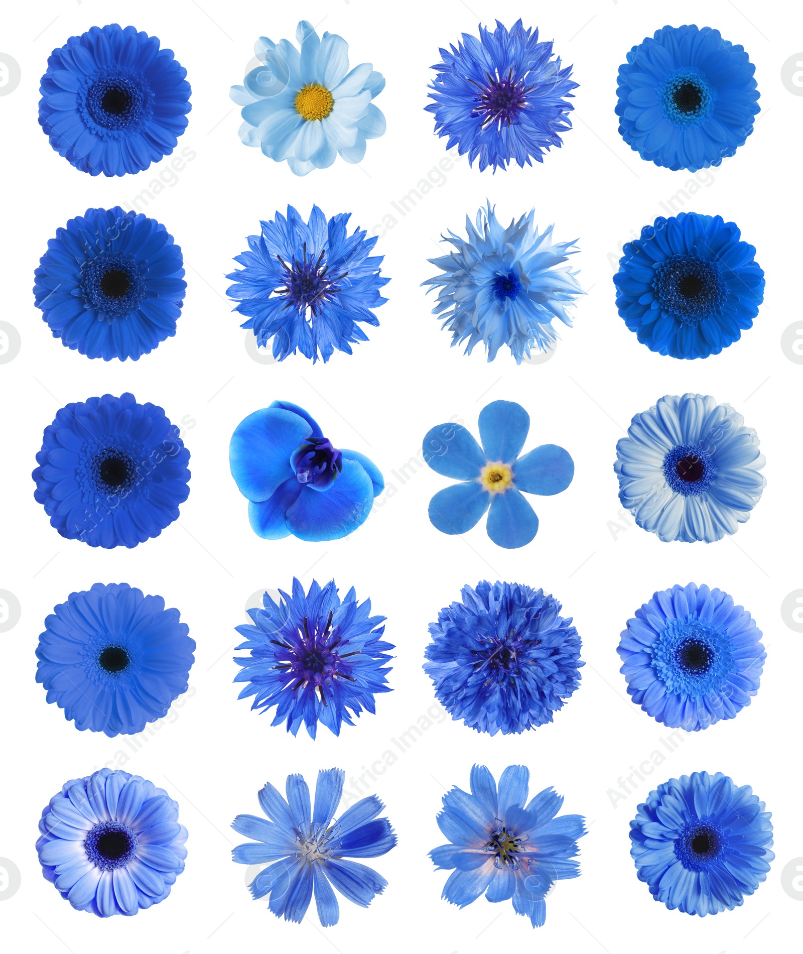 Image of Set with different beautiful blue flowers on white background