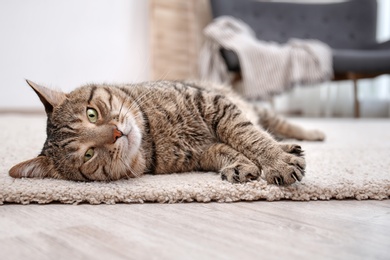Photo of Cute cat resting on carpet at home