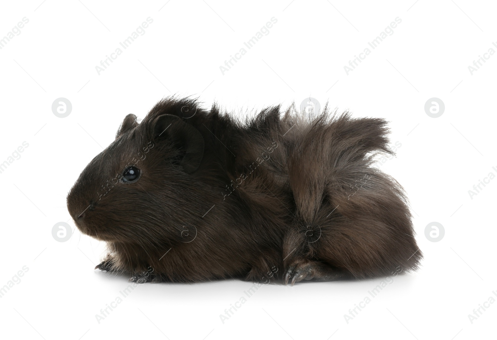 Photo of Cute funny guinea pig on white background