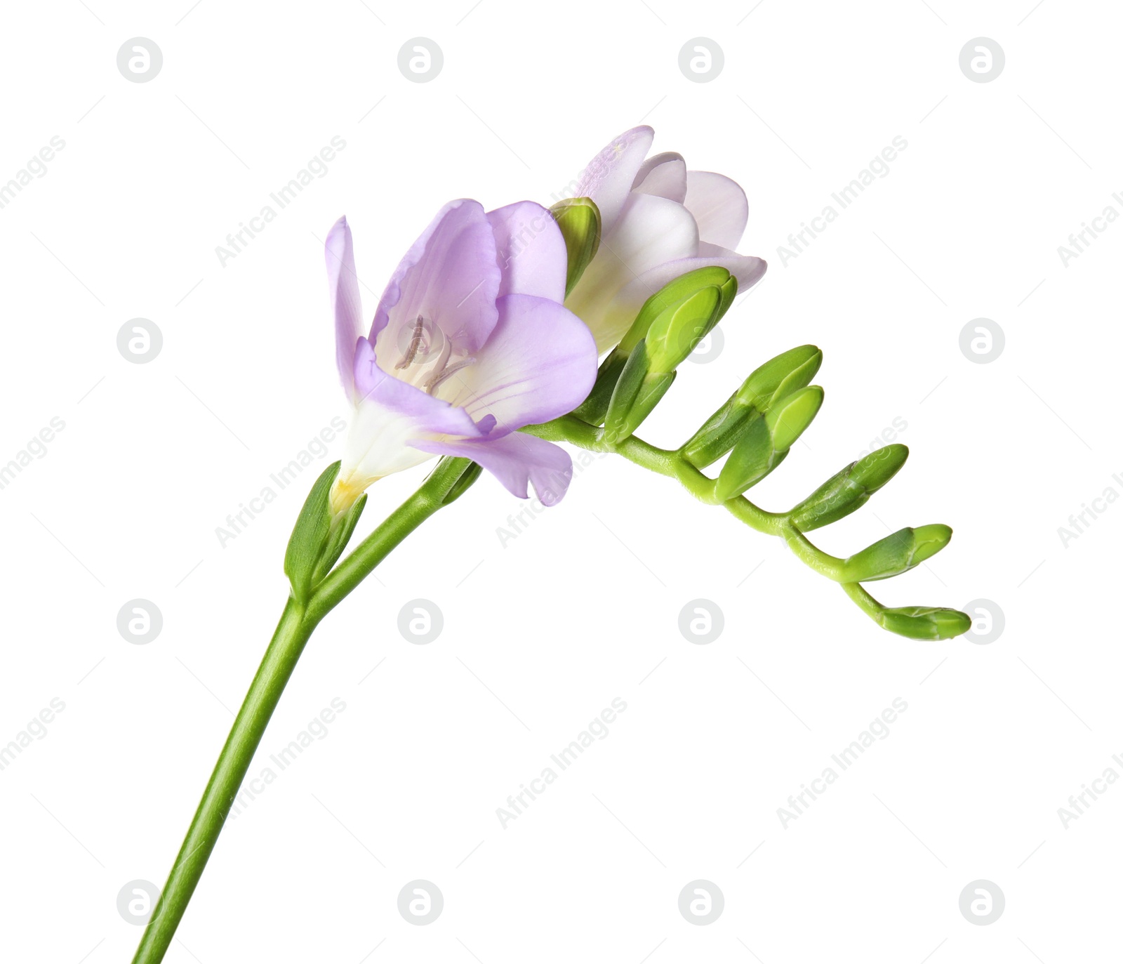 Photo of Beautiful freesia with fragrant flowers on white background