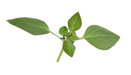 Photo of Aromatic green basil sprig isolated on white. Fresh herb